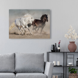 Obraz na płótnie Białe i czarne konie galopujące w kurzu