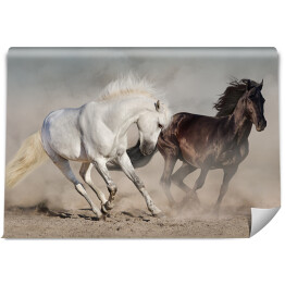 Fototapeta winylowa zmywalna Białe i czarne konie galopujące w kurzu