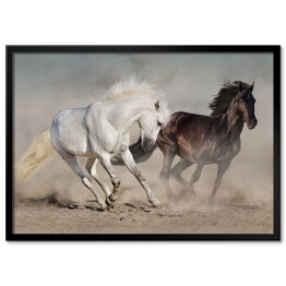 Plakat w ramie Białe i czarne konie galopujące w kurzu