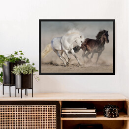 Obraz w ramie Białe i czarne konie galopujące w kurzu