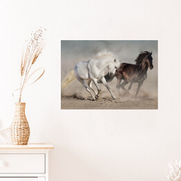 Plakat samoprzylepny Białe i czarne konie galopujące w kurzu