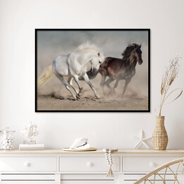 Plakat w ramie Białe i czarne konie galopujące w kurzu