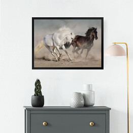 Obraz w ramie Białe i czarne konie galopujące w kurzu