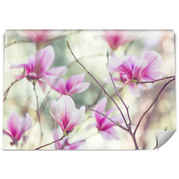 Fototapeta winylowa zmywalna Kwiat magnolii wśród liści