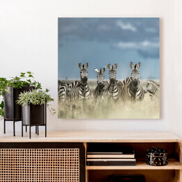 Obraz na płótnie Cztery zebry spoglądające w kamerę w dzikiej sawannie, Afryka