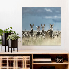 Plakat samoprzylepny Cztery zebry spoglądające w kamerę w dzikiej sawannie, Afryka