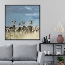 Plakat w ramie Cztery zebry spoglądające w kamerę w dzikiej sawannie, Afryka