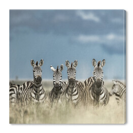 Obraz na płótnie Cztery zebry spoglądające w kamerę w dzikiej sawannie, Afryka