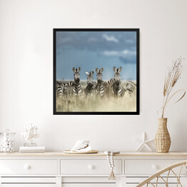 Obraz w ramie Cztery zebry spoglądające w kamerę w dzikiej sawannie, Afryka