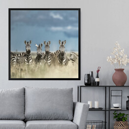 Obraz w ramie Cztery zebry spoglądające w kamerę w dzikiej sawannie, Afryka