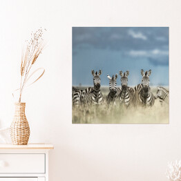 Plakat samoprzylepny Cztery zebry spoglądające w kamerę w dzikiej sawannie, Afryka