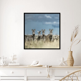 Plakat w ramie Cztery zebry spoglądające w kamerę w dzikiej sawannie, Afryka