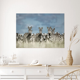 Plakat Zebry na tle pochmurnego nieba