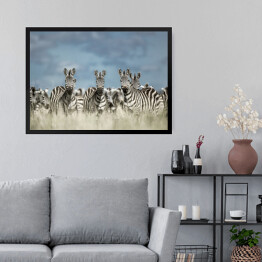 Obraz w ramie Zebry na tle pochmurnego nieba