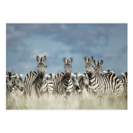 Plakat samoprzylepny Zebry na tle pochmurnego nieba
