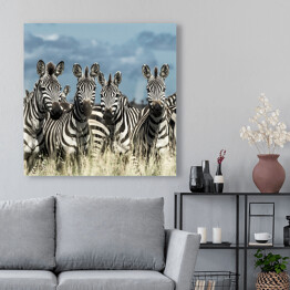 Zebry - stado w dzikiej sawannie, Afryka
