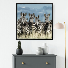 Obraz w ramie Zebry - stado w dzikiej sawannie, Afryka