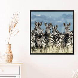 Obraz w ramie Zebry - stado w dzikiej sawannie, Afryka
