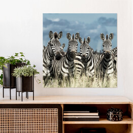 Plakat samoprzylepny Zebry - stado w dzikiej sawannie, Afryka