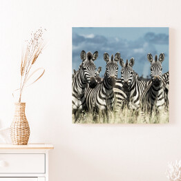 Obraz na płótnie Zebry - stado w dzikiej sawannie, Afryka