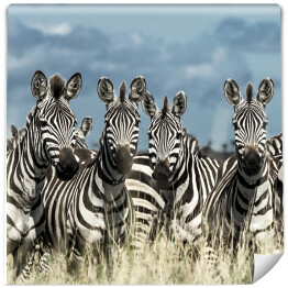Zebry - stado w dzikiej sawannie, Afryka