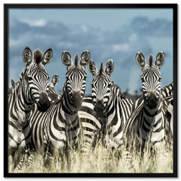 Plakat w ramie Zebry - stado w dzikiej sawannie, Afryka