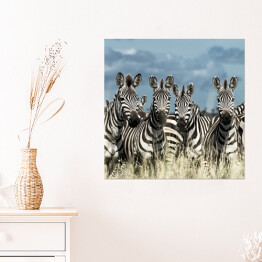 Plakat samoprzylepny Zebry - stado w dzikiej sawannie, Afryka