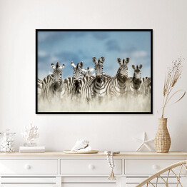 Plakat w ramie Zebry spoglądające w kamerę w dzikiej sawannie, Afryka