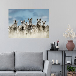 Plakat Zebry spoglądające w kamerę w dzikiej sawannie, Afryka