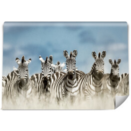 Fototapeta Zebry spoglądające w kamerę w dzikiej sawannie, Afryka