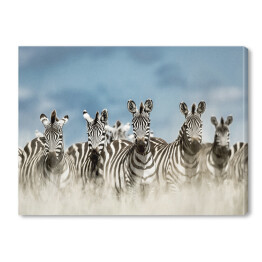 Obraz na płótnie Zebry spoglądające w kamerę w dzikiej sawannie, Afryka