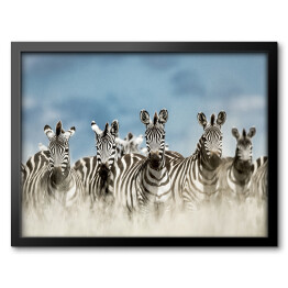 Obraz w ramie Zebry spoglądające w kamerę w dzikiej sawannie, Afryka