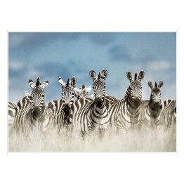 Zebry spoglądające w kamerę w dzikiej sawannie, Afryka