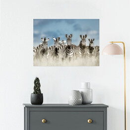 Plakat samoprzylepny Zebry spoglądające w kamerę w dzikiej sawannie, Afryka