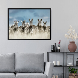 Obraz w ramie Zebry spoglądające w kamerę w dzikiej sawannie, Afryka
