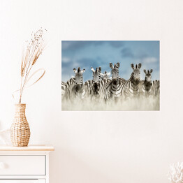 Plakat Zebry spoglądające w kamerę w dzikiej sawannie, Afryka