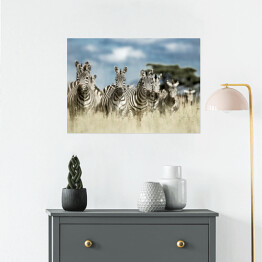 Plakat samoprzylepny Zebry z baobabem w tle