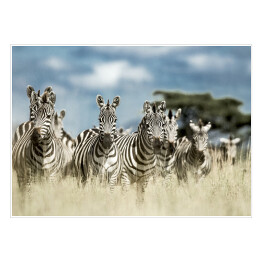 Plakat samoprzylepny Zebry z baobabem w tle