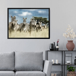 Obraz w ramie Zebry z baobabem w tle