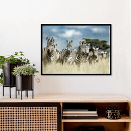 Plakat w ramie Zebry z baobabem w tle