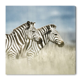 Widok boczny - dwie zebry w sawannie, Afryka