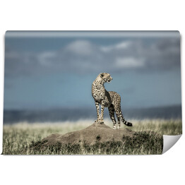 Fototapeta winylowa zmywalna Gepard na wzgórzu w swoim środowisku