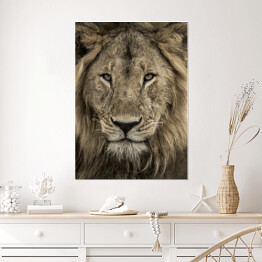 Plakat Potężna głowa lwa