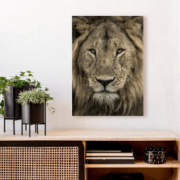 Obraz na płótnie Potężna głowa lwa