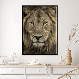 Plakat w ramie Potężna głowa lwa