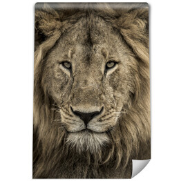 Fototapeta winylowa zmywalna Potężna głowa lwa