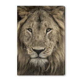Obraz na płótnie Potężna głowa lwa