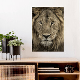 Plakat samoprzylepny Potężna głowa lwa