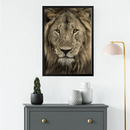 Obraz w ramie Potężna głowa lwa