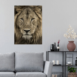 Plakat Potężna głowa lwa